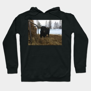 Scottish Highland Cattle Bull 1914 Hoodie